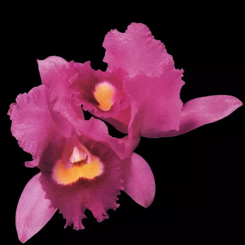 Orchid opeth - orchid,,